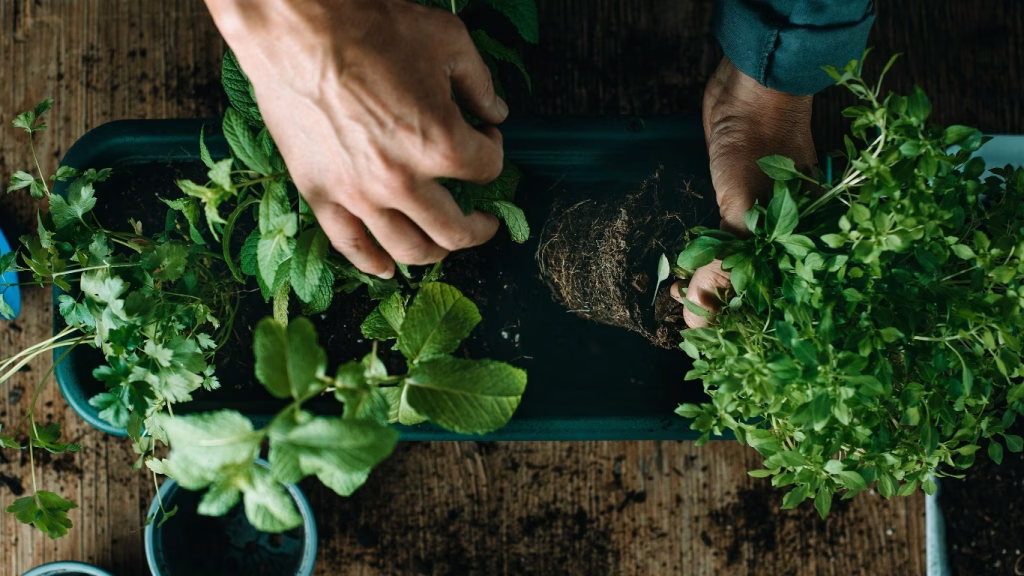 A close-up shot of hands working with green moss and soil to create a kokedama, representing the biophilic home design services offered by Jungle Curator.