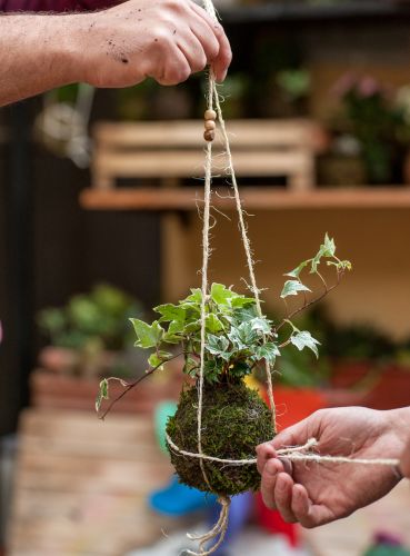 Handmade Kokedama and Botanical Craft Workshops Close-up of hands crafting a Japanese moss ball (kokedama) during a therapeutic plant craft workshop in Brisbane.