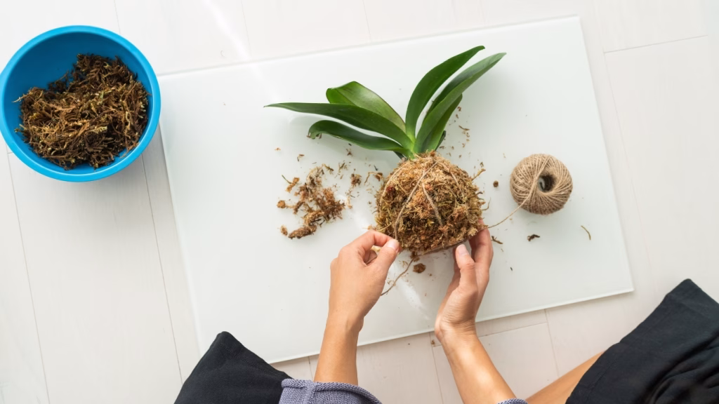 Natural lifestyle photo of plant care in a warm, earthy home setting, showcasing how to maintain a plant sanctuary in Brisbane.